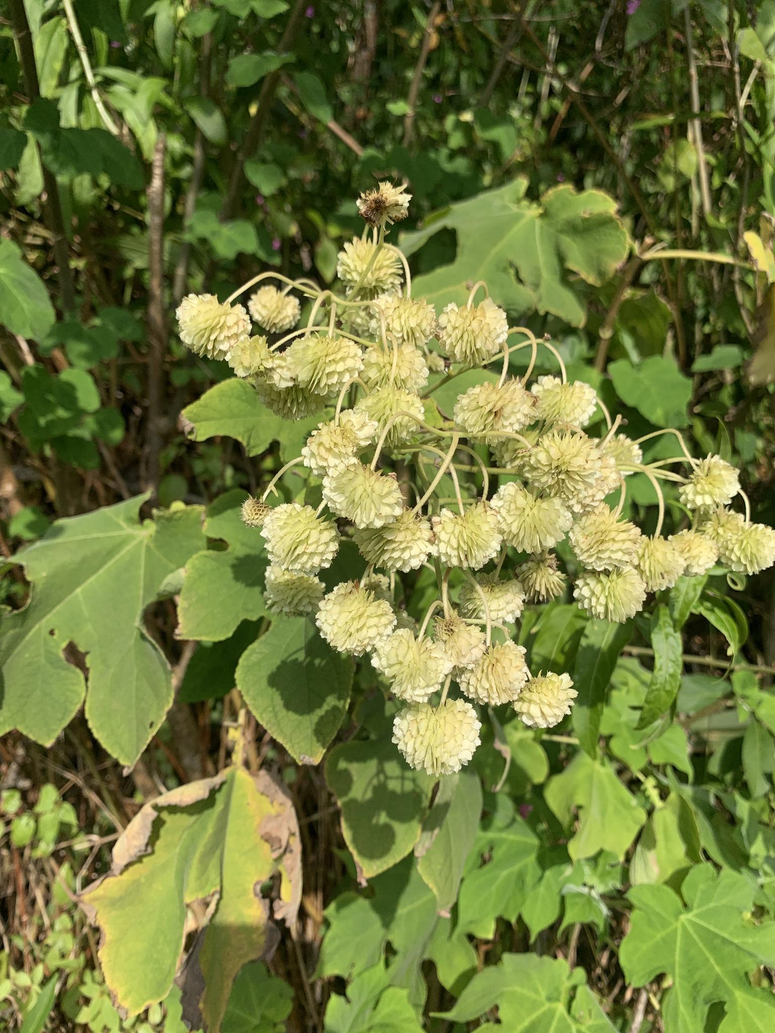 Montanoa hibiscifolia